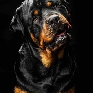 Meet your Posher, Rafael